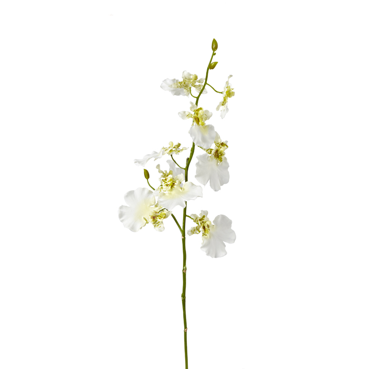 Orchidea Oncidium H58