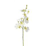 Oncidium Orchid Stem