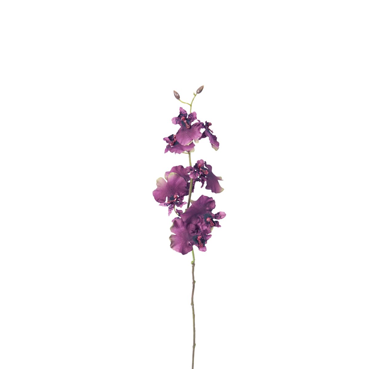 Orchidea Oncidium H58