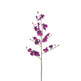 Oncidium Orchid Stem