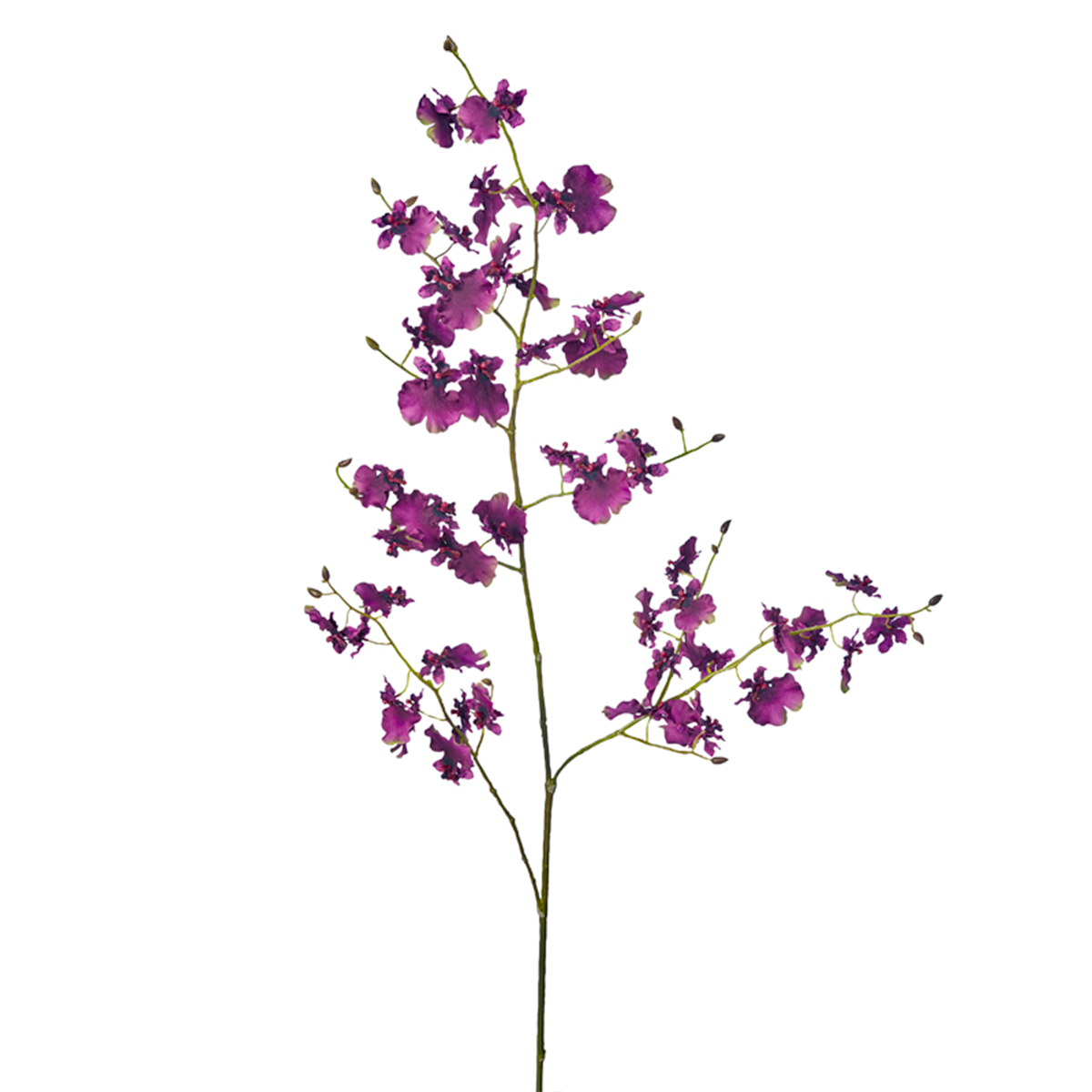 Tallo de orquídea Oncidium
