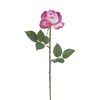 Rosa SOPHIA