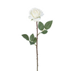 Rosa SOPHIA