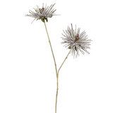 Tokyo Chrysanthemum Stem