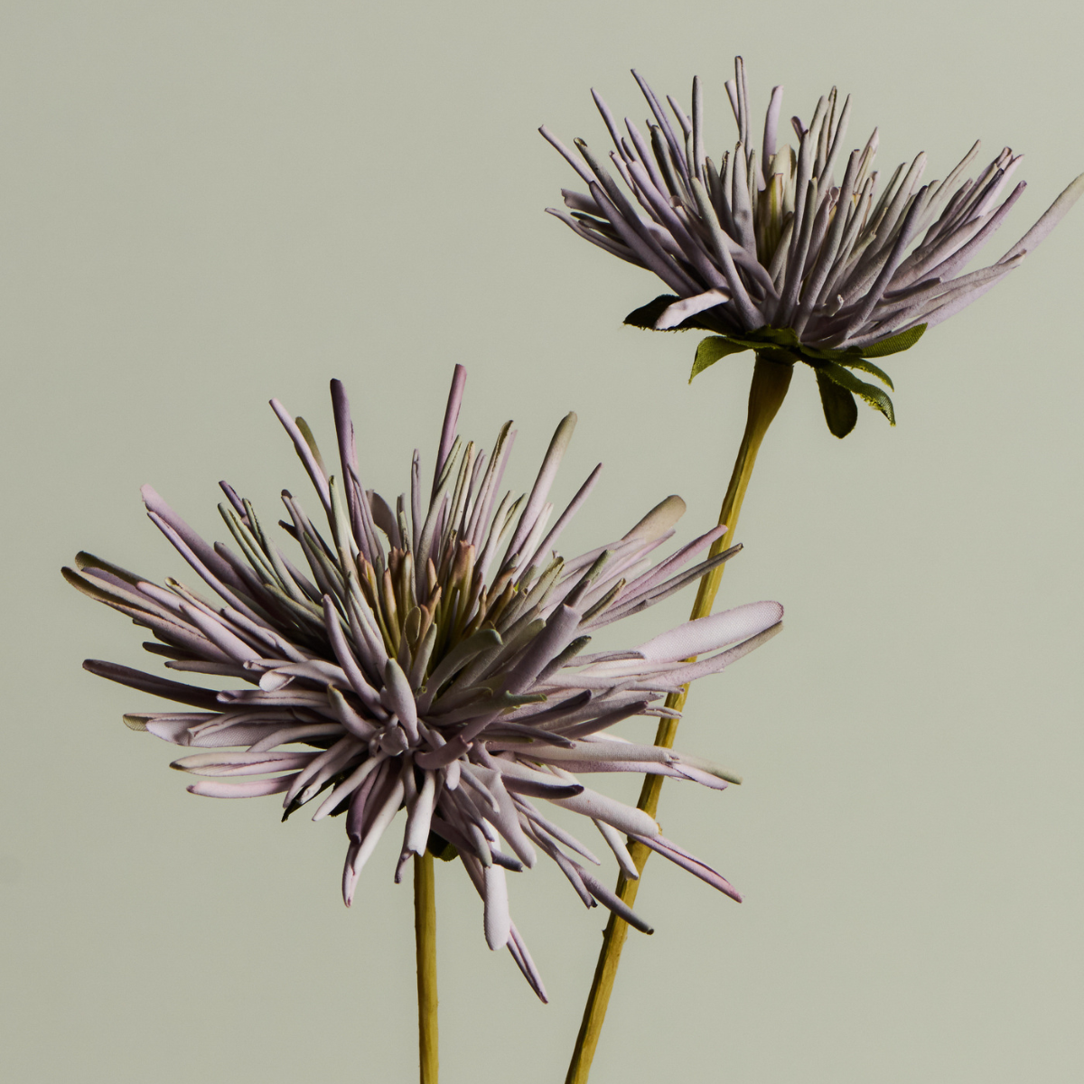 Tige de Chrysanthème Mum