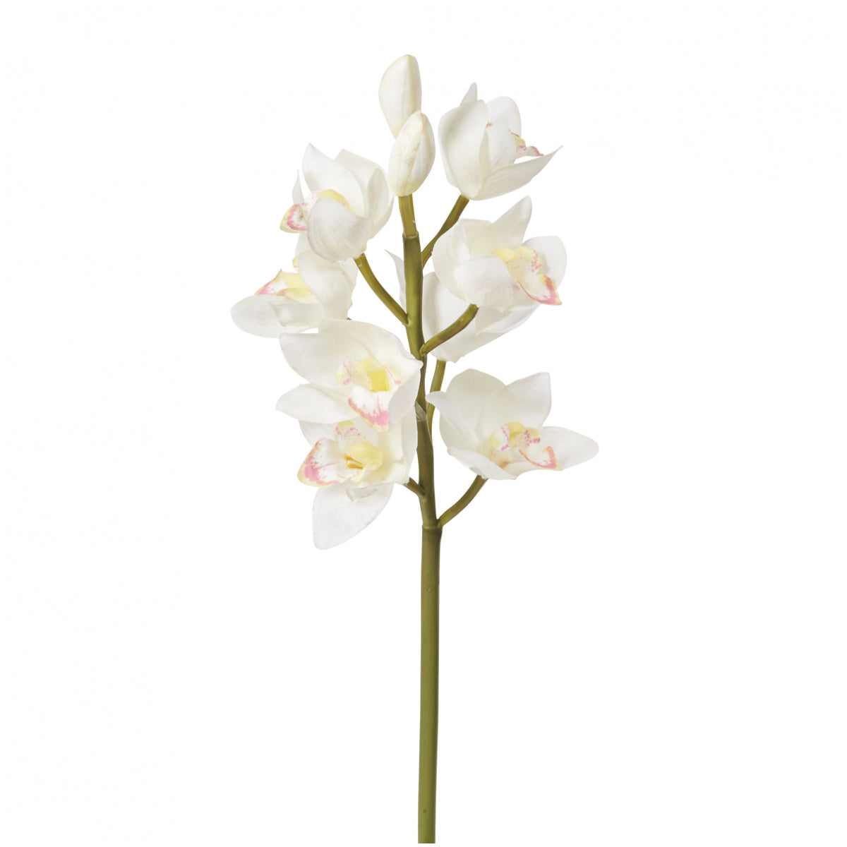 Orquídea Cymbidium H62