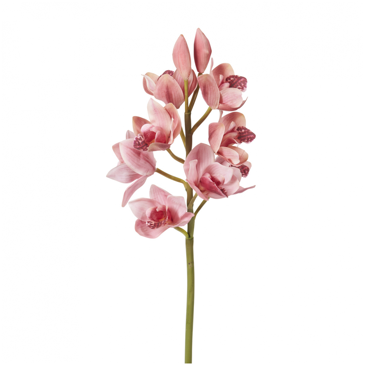 Tige d'Orchidée Cymbidium