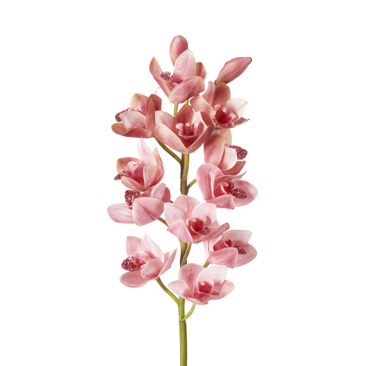 Orquídea Cymbidium H62