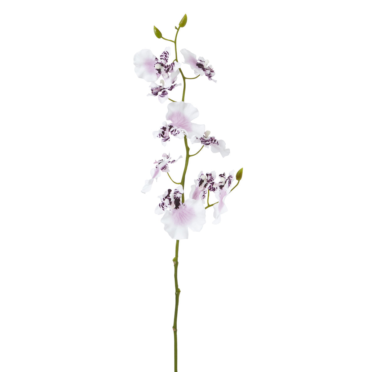Orquídea Oncidium H58