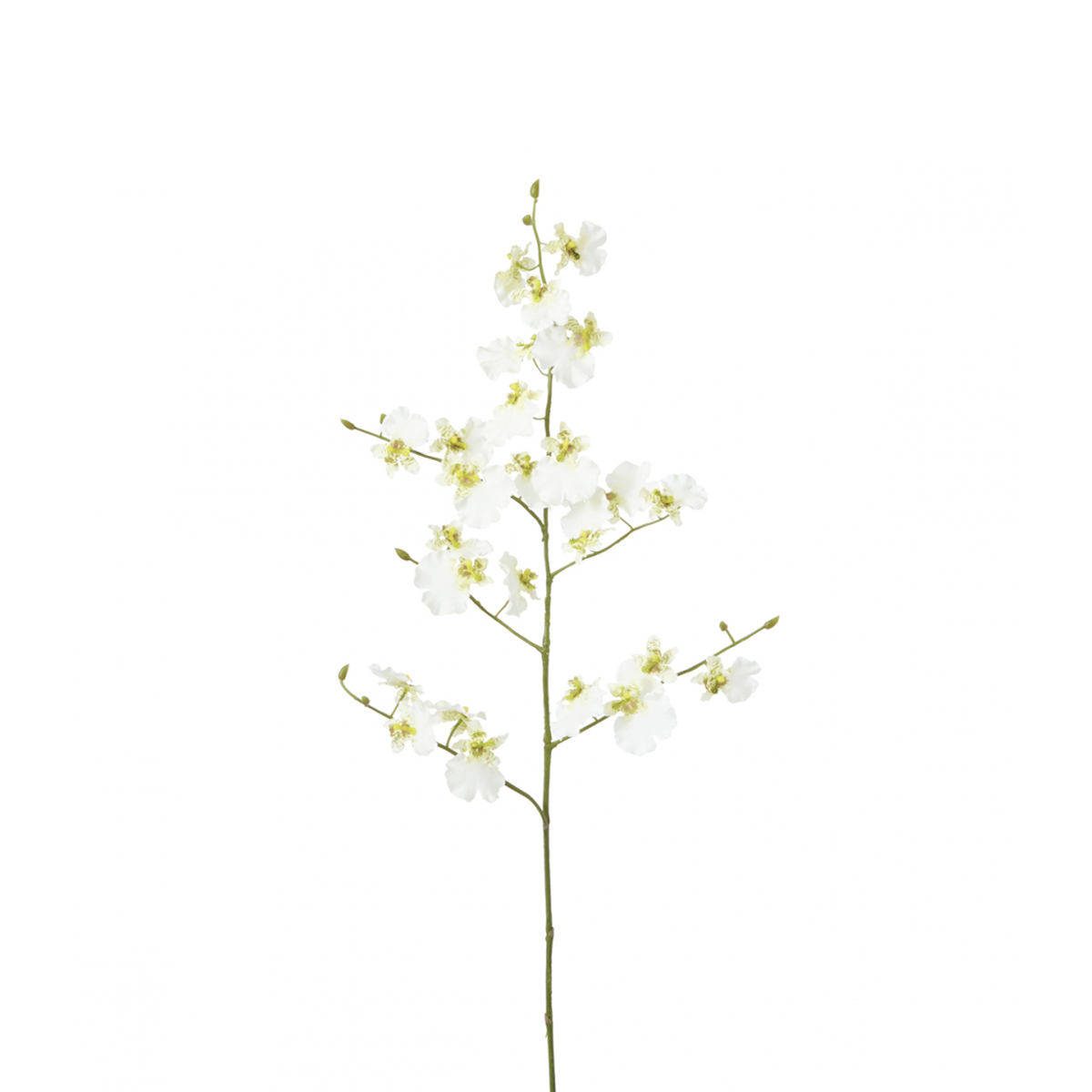 Orquídea Oncidium H58