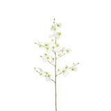 Oncidium Orchid Stem