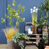 Erba in Vaso Dogtail