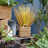 Erba in Vaso Dogtail