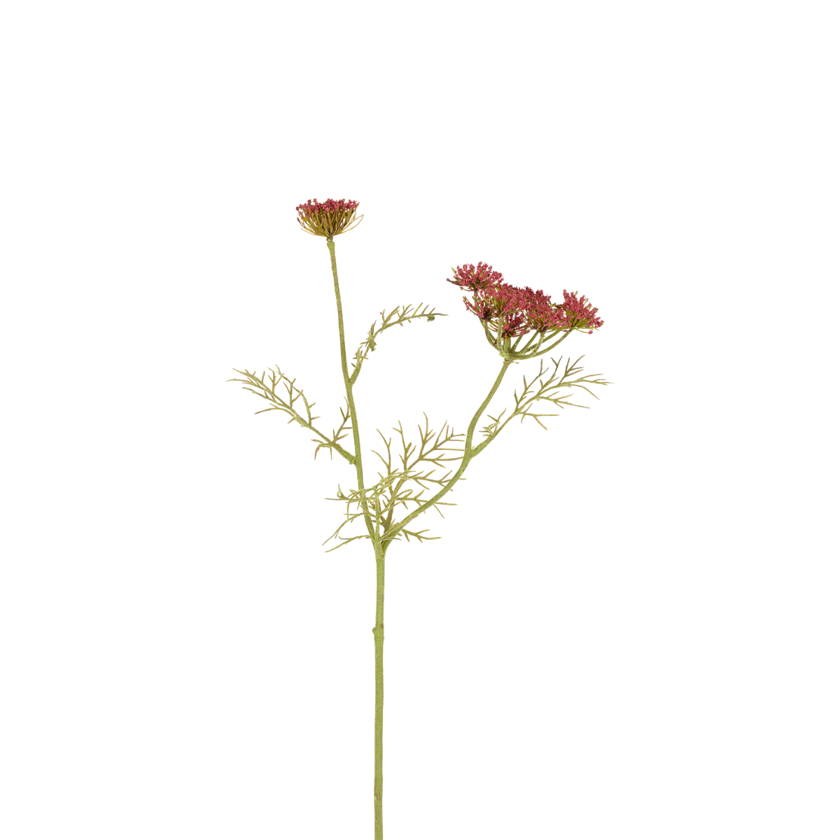 Stelo di Carota selvatica H42