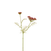 Stelo di Carota selvatica H42