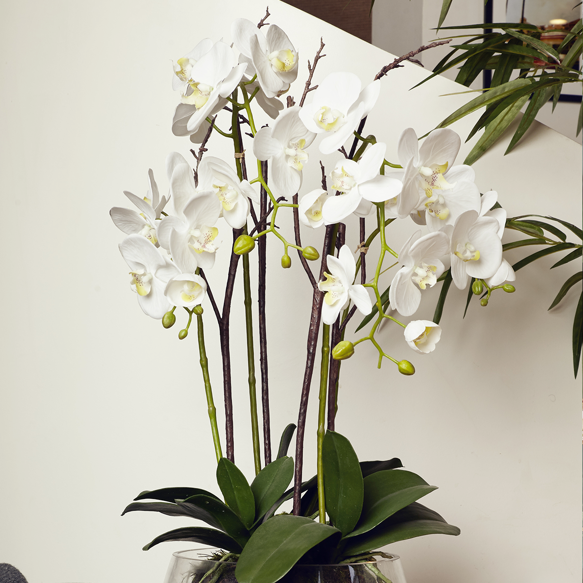 Orquídea en maceta LENA