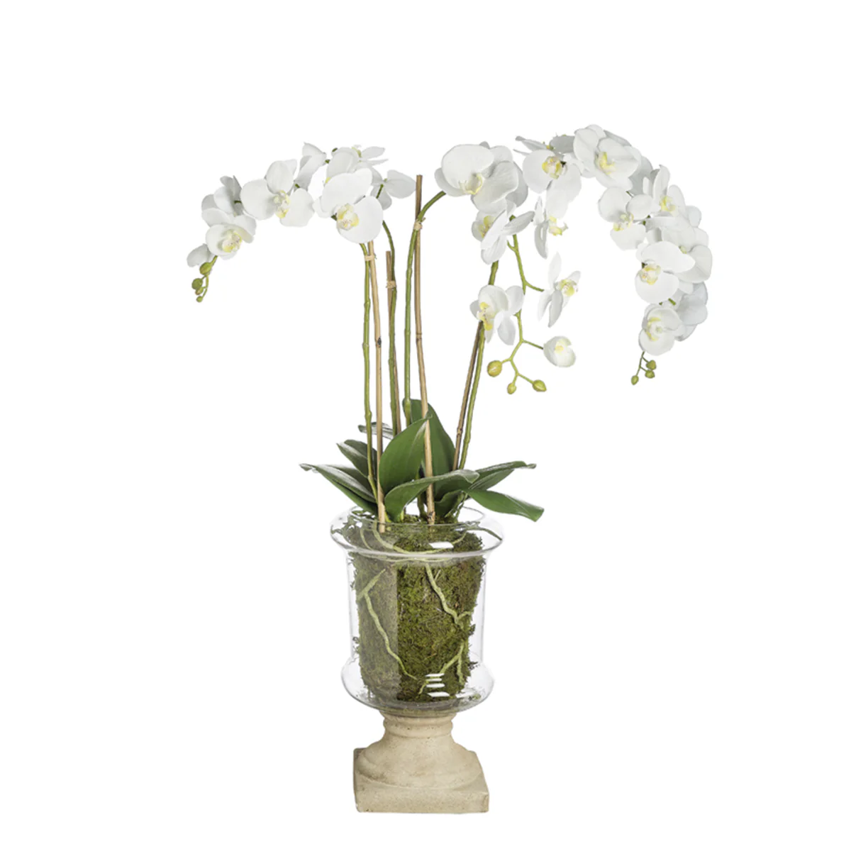 Orquídea en copa MARYLIN H88