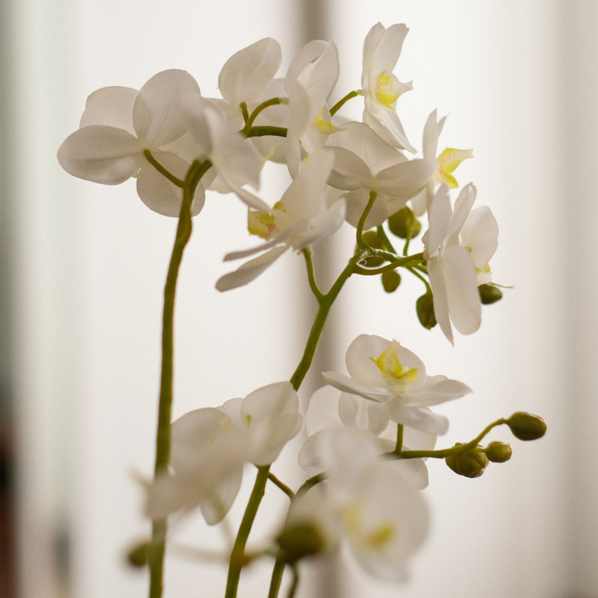 Orchidee in Vaso MARYLIN H58