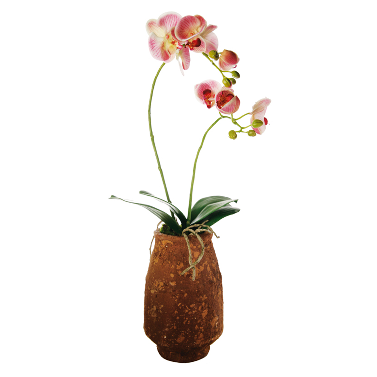 Orchidea Artificiale in Vaso di argilla H63