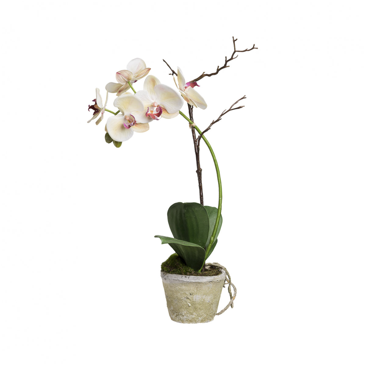 Orquídea en maceta SINA H63