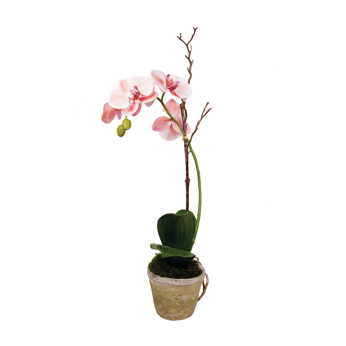 Orchidea in Vaso SINA H63