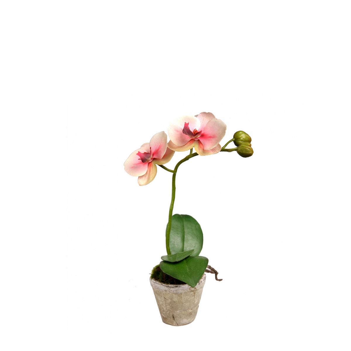 Orquídea en maceta SINA H28