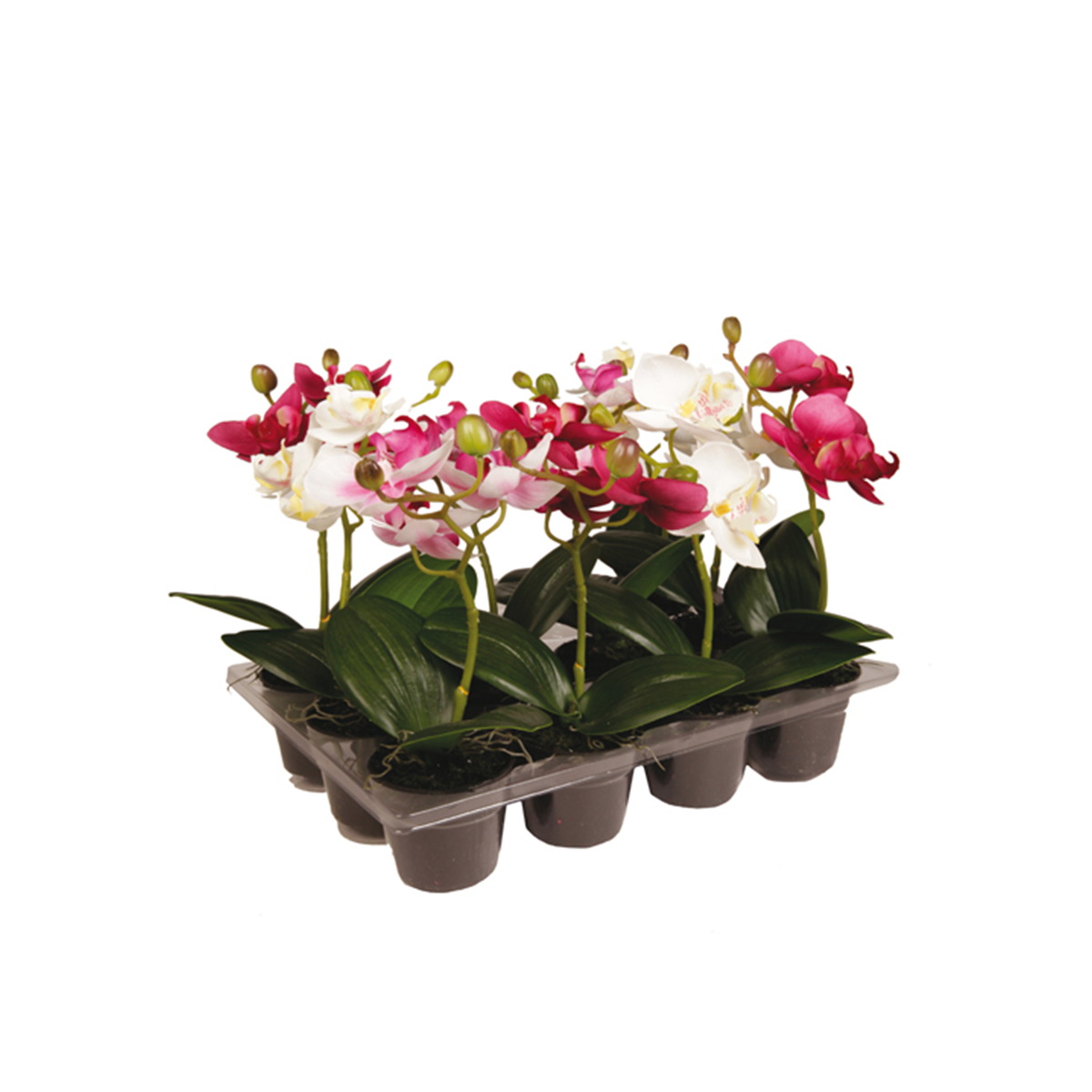 Arreglo de 12 orquídeas