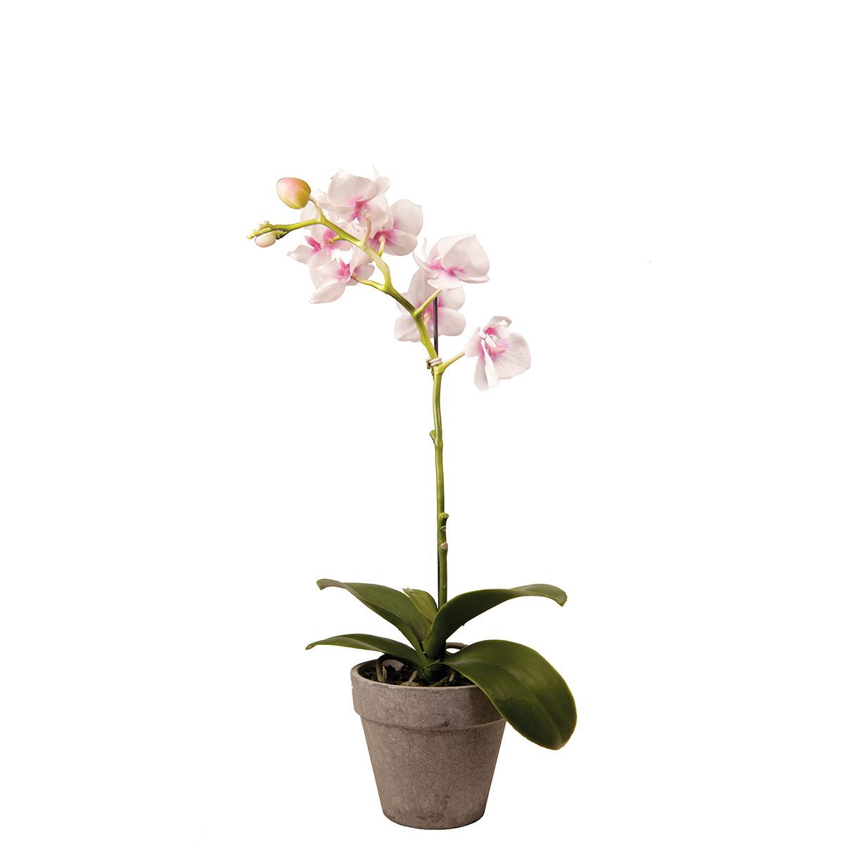 Orquídea Dendrobium en maceta H27