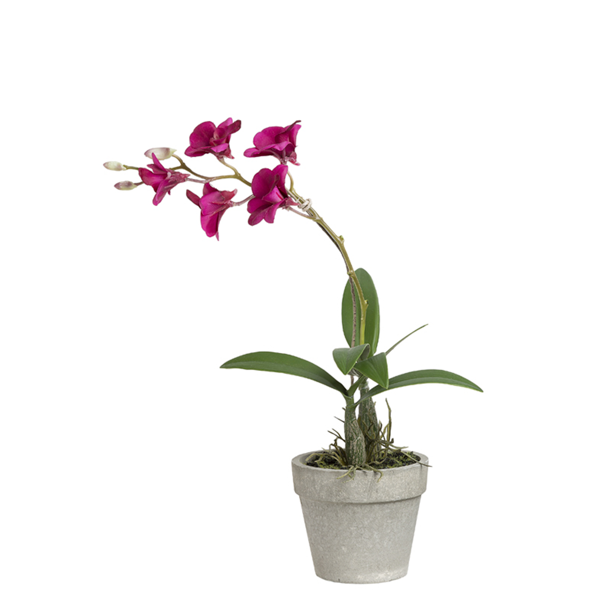 Orquídea Dendrobium en maceta H35