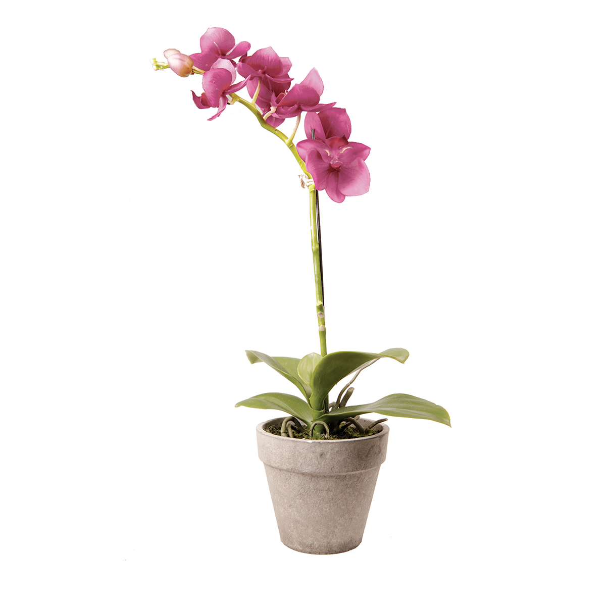 Orchidea in Vaso LARA