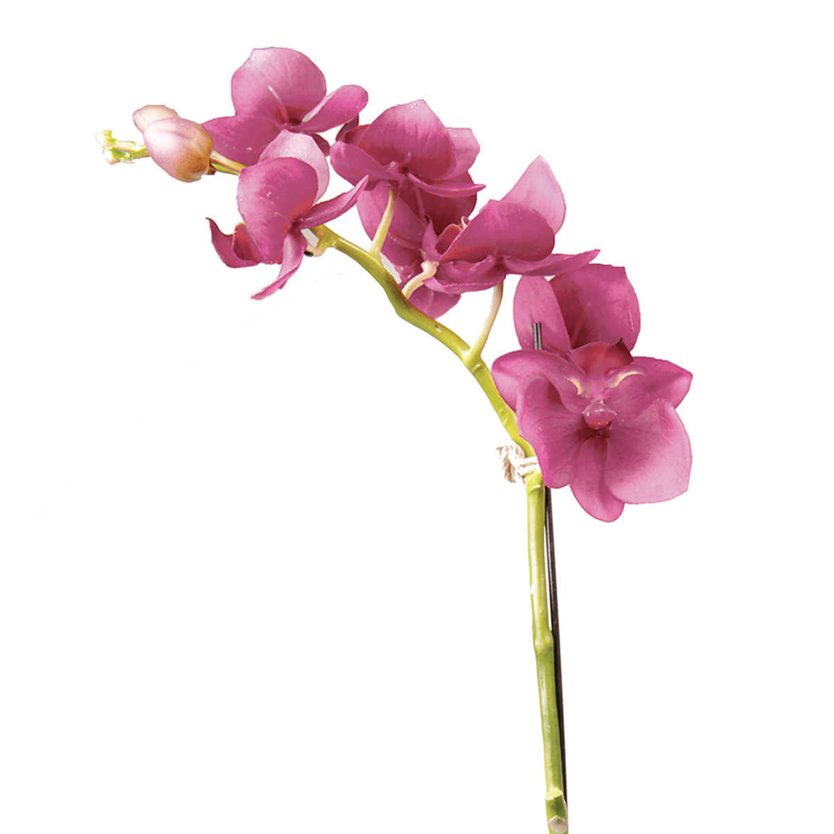 Orquídea en maceta LARA