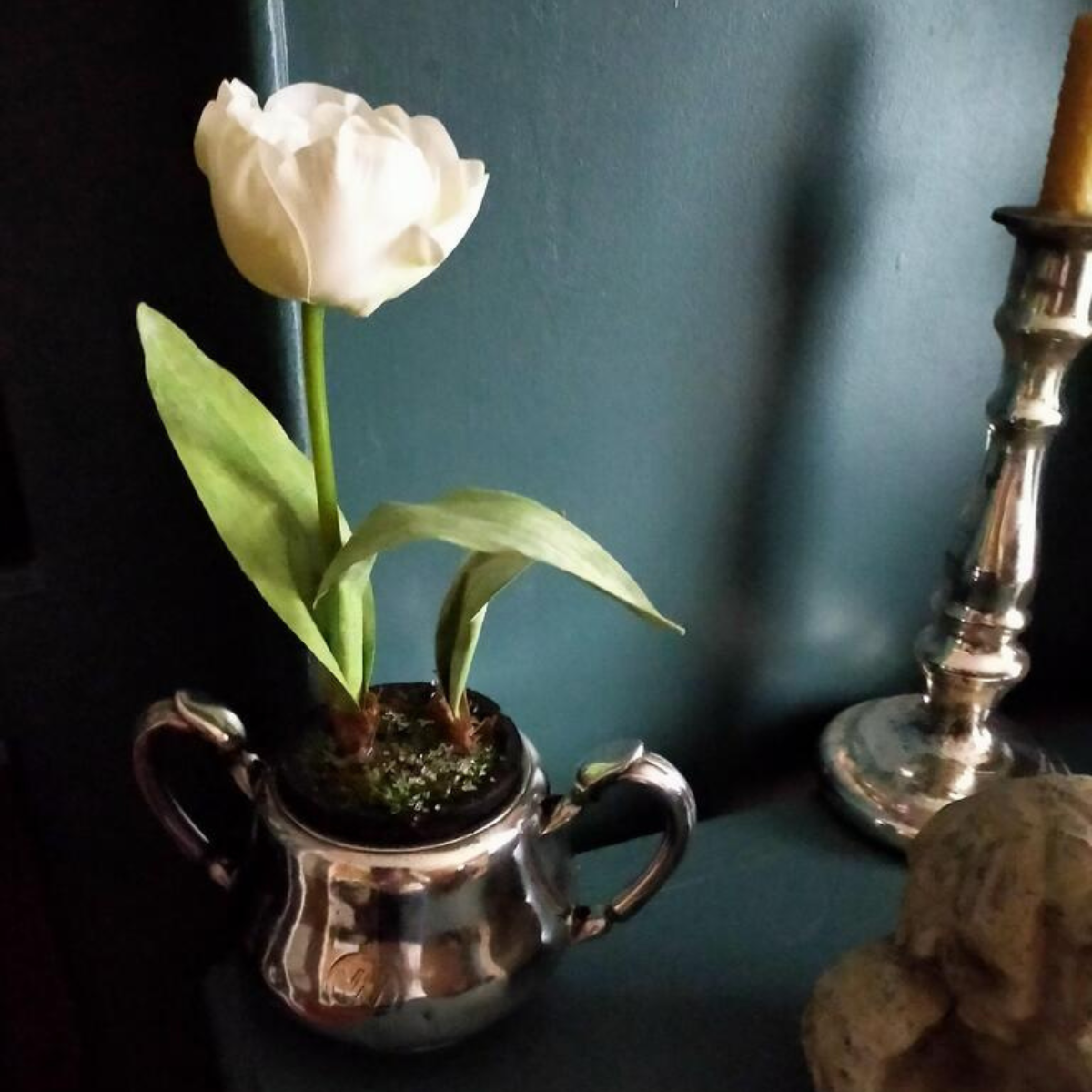 Tulipe Givrée en Pot