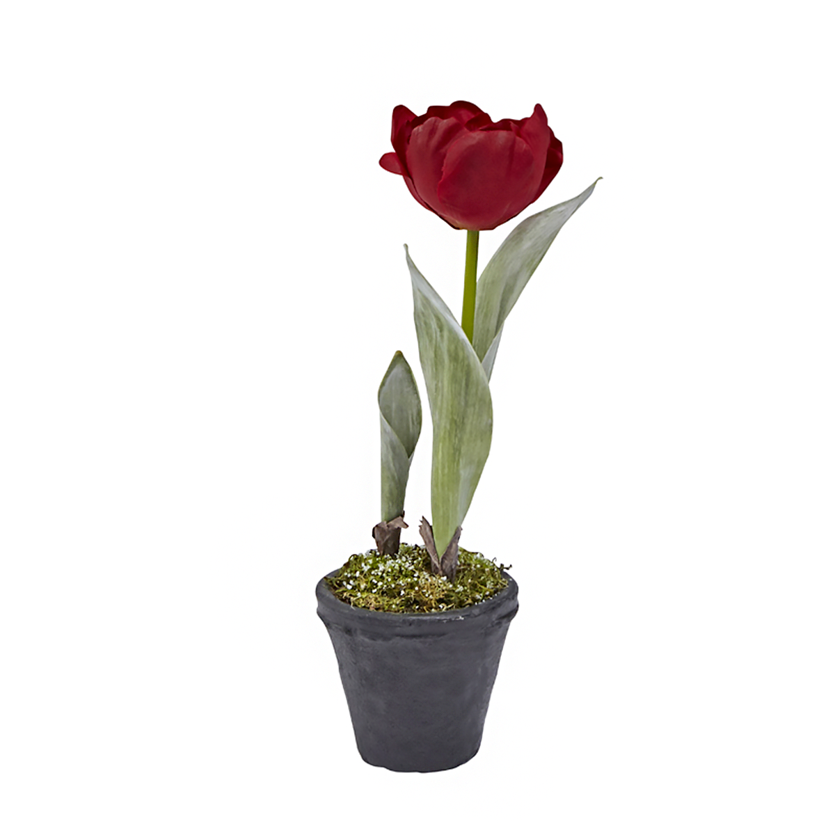 Tulipe Givrée en Pot