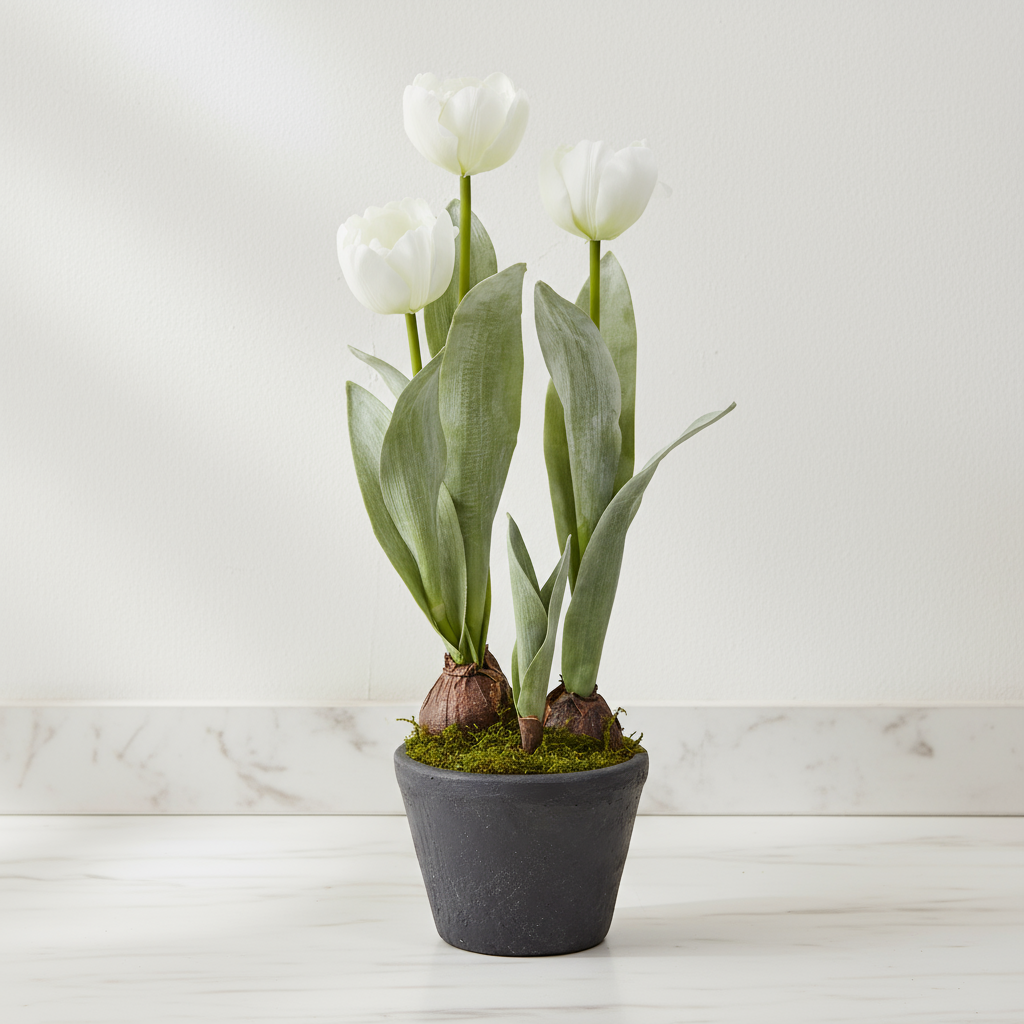 Tulipes Givrées en Pot
