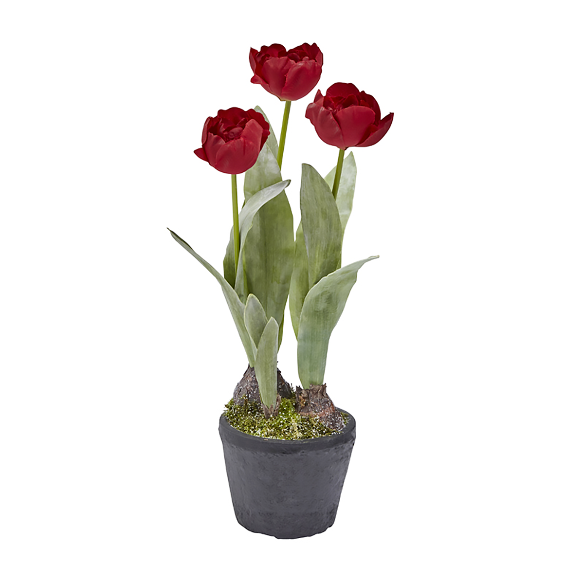 Composición de tulipanes helados en maceta