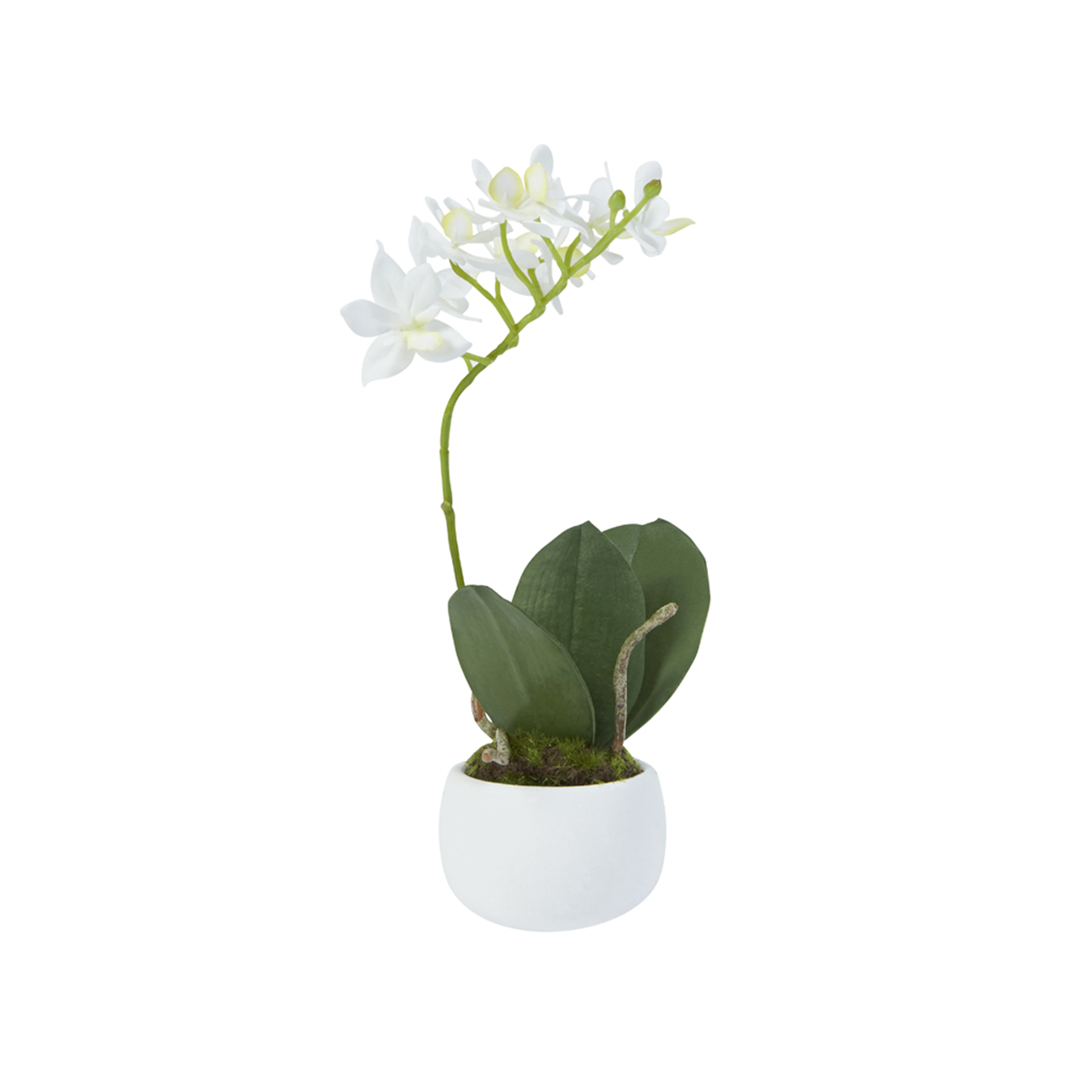 Orchidea in Vaso con muschio H23