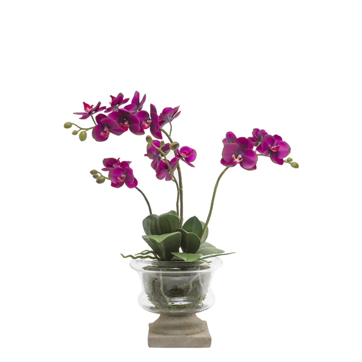 Orchidee in Vaso MARYLIN H58
