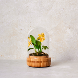 Composition of Thoughts under a Bell