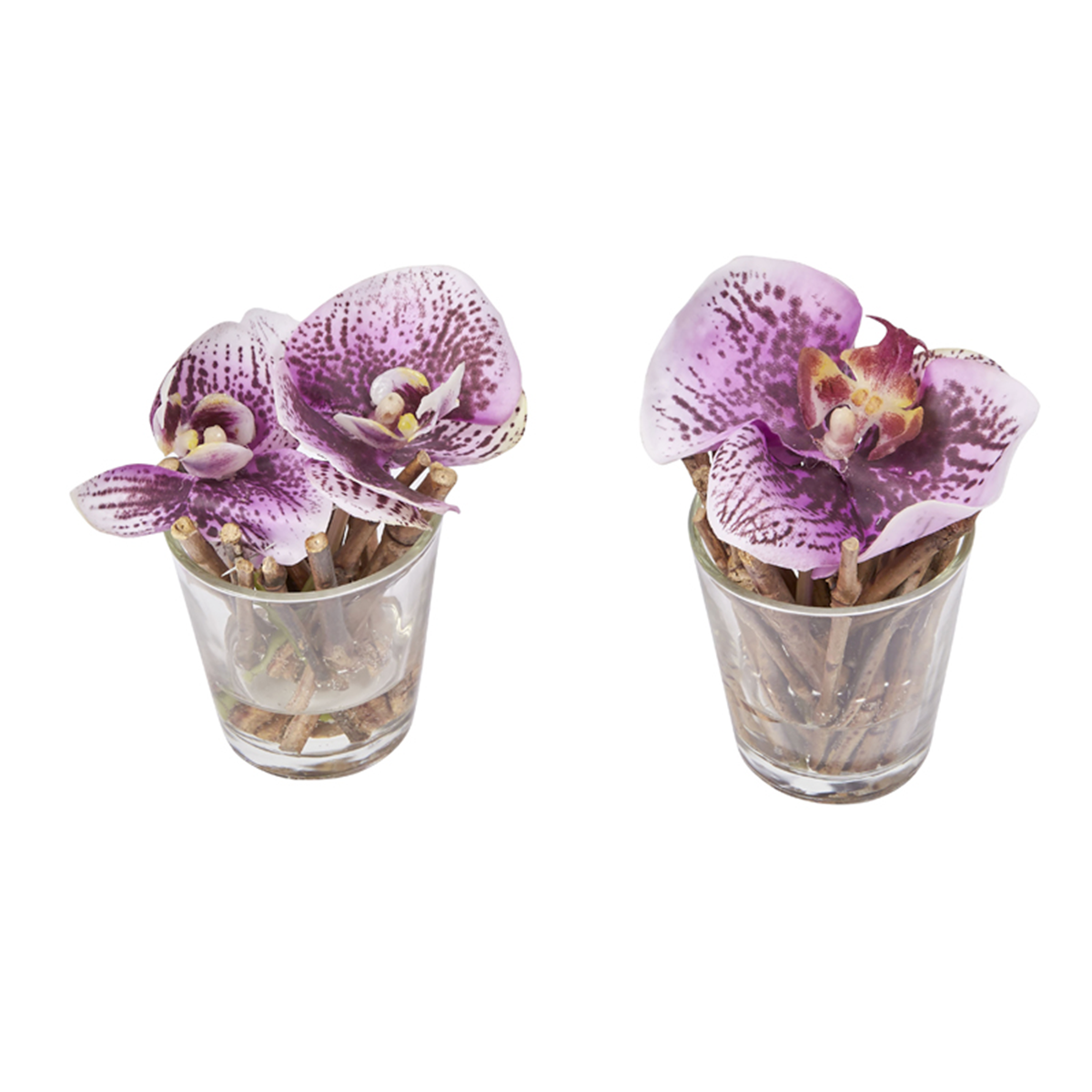 Orquídeas ilusión de agua SISSI
