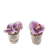 Artificial Orchids in Water Illusion Sissi