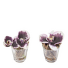 Illusione d'acqua orchidee SISSI