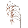 Feuillage Amaranthus Tombant