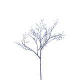 Ramo di bacche nel grappolo H40