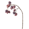 Ramo di rosa canina H64