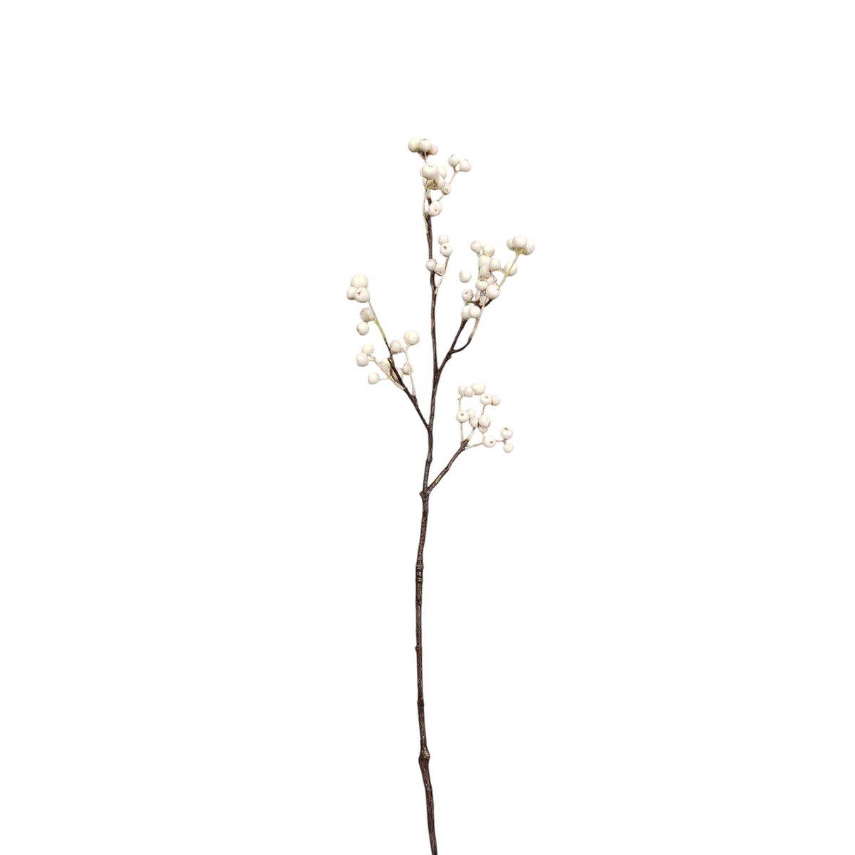 Branche de Baies