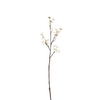 Branche de Baies