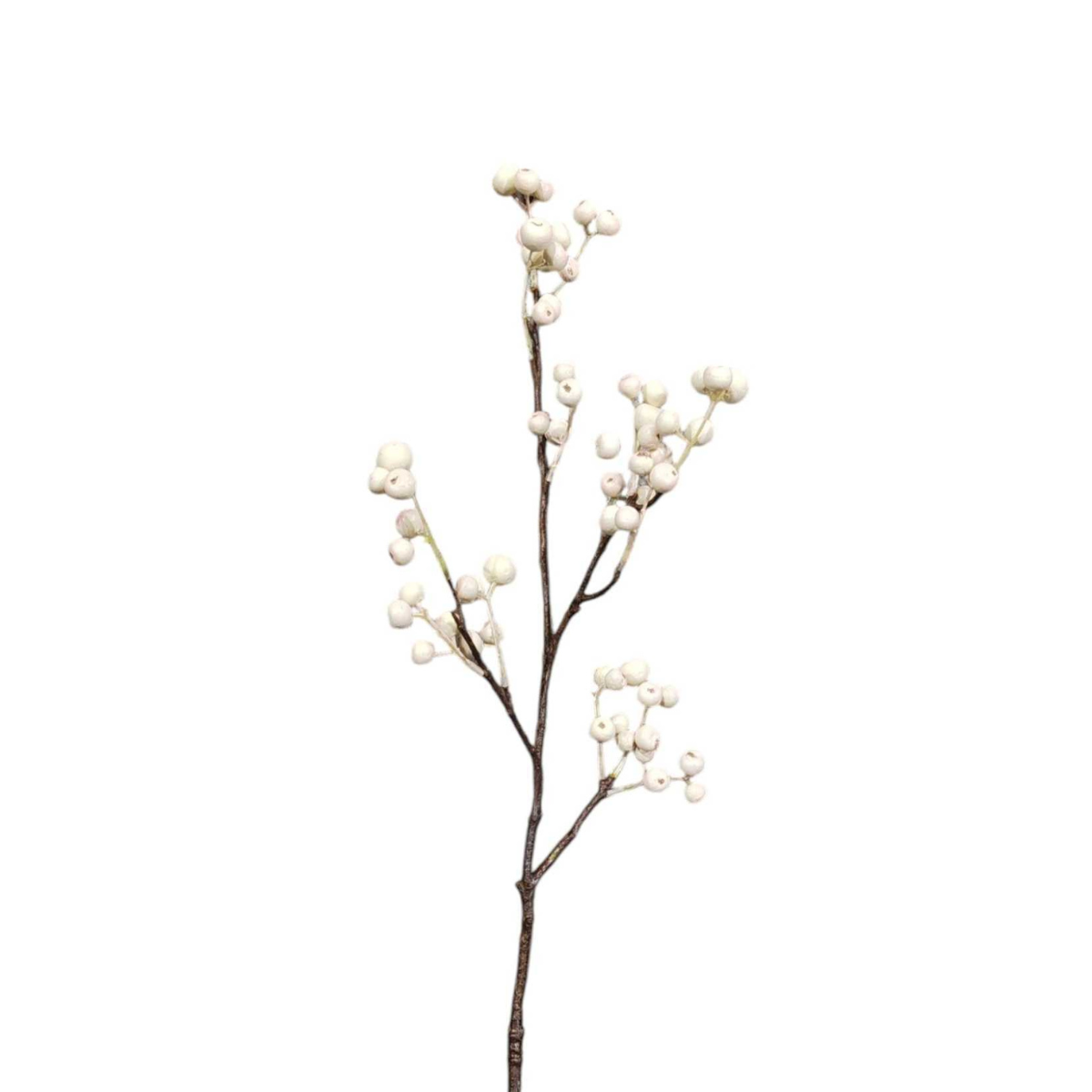 Branche de Baies