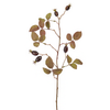 Fogliame di rosa canina