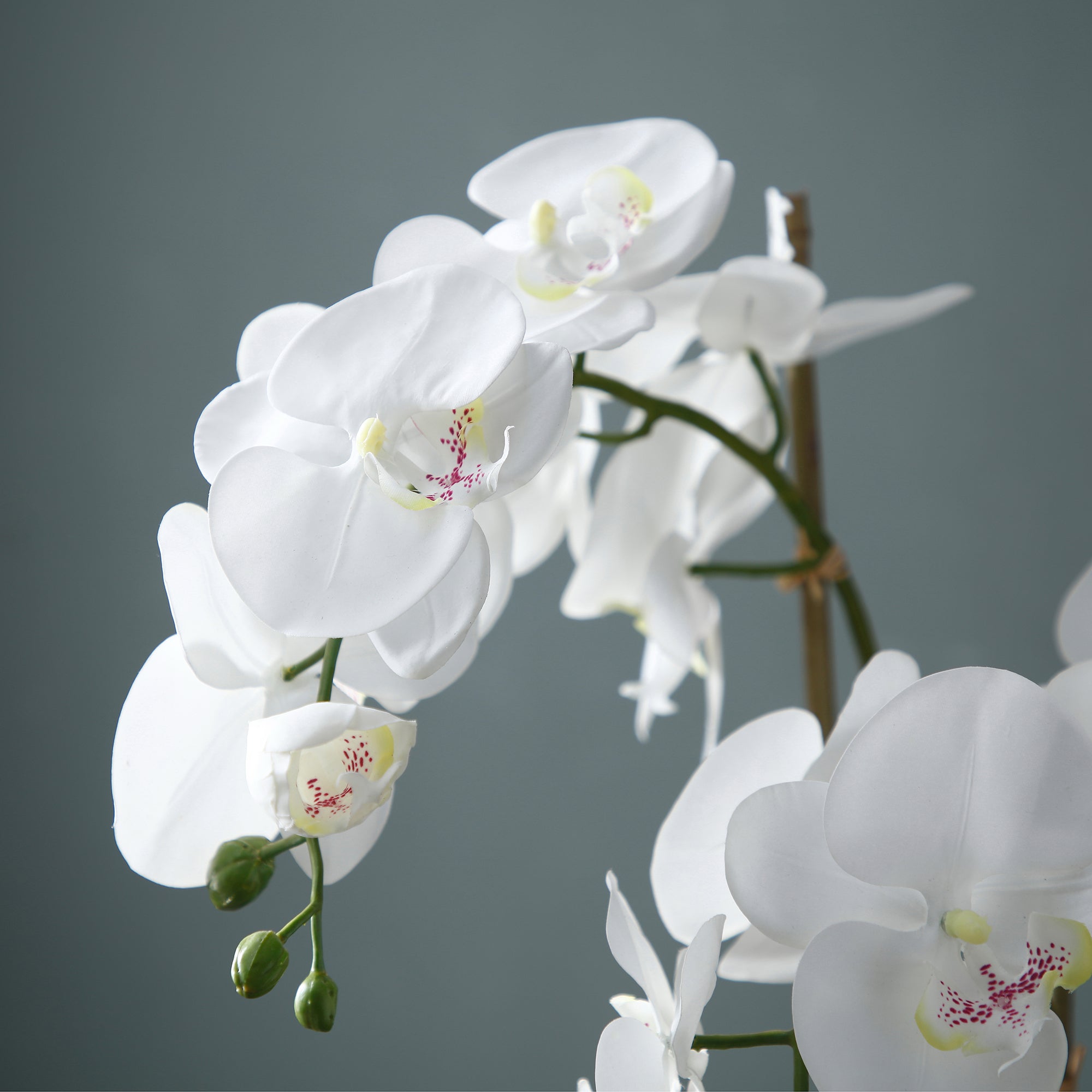 Orchidea Artificiale in Vaso d'Argilla H63