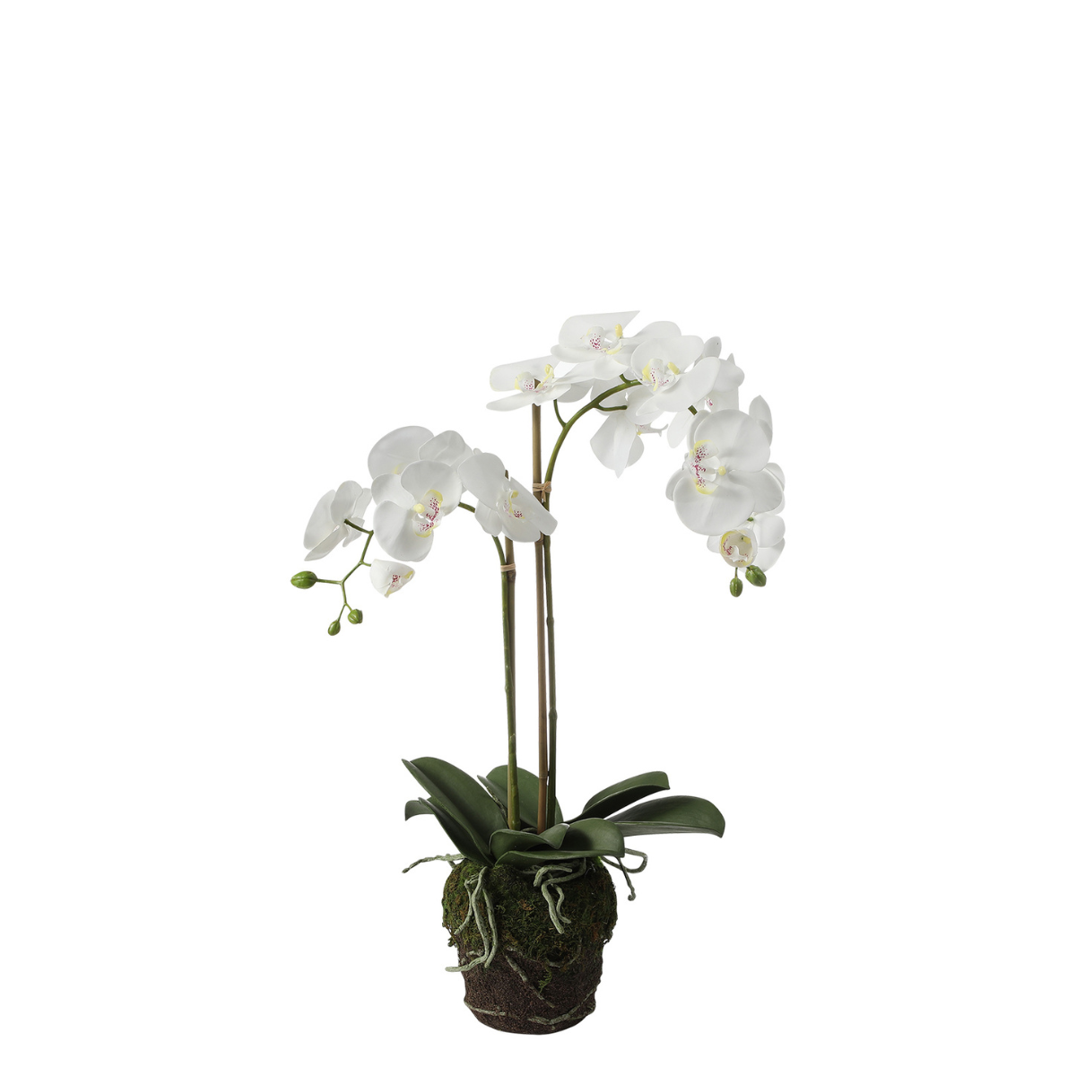 Orchidea Artificiale in Vaso d'Argilla H63